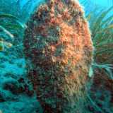 La penna nobilis sta rischiando seriamente l�estinzione: � stata dichiarata dall�Unione internazionale per la conservazione della natura una �Critically endagered species�, vale a dire una specie gravemente in pericolo 